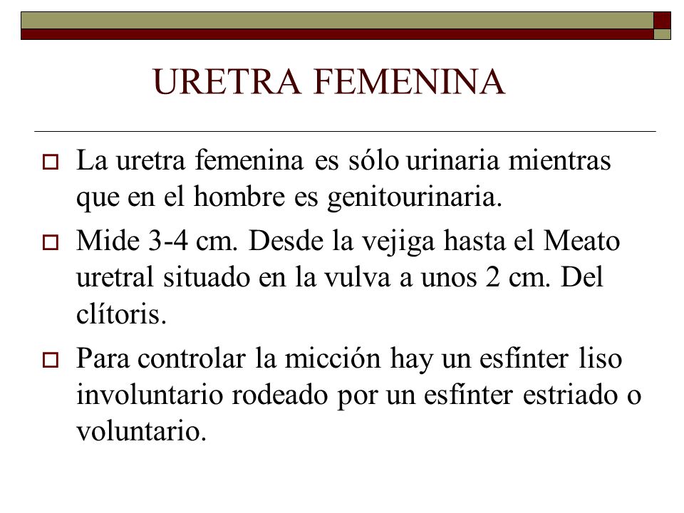 URETRA FEMENINA  La uretra femenina es sólo urinaria mientras que en el hombre es genitourinaria.