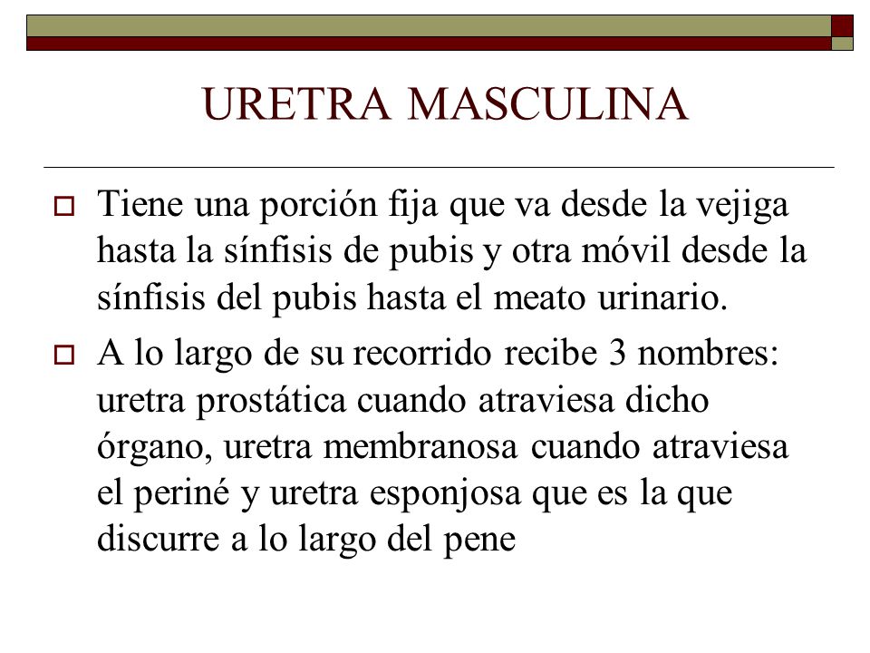 URETRA MASCULINA  Tiene una porción fija que va desde la vejiga hasta la sínfisis de pubis y otra móvil desde la sínfisis del pubis hasta el meato urinario.