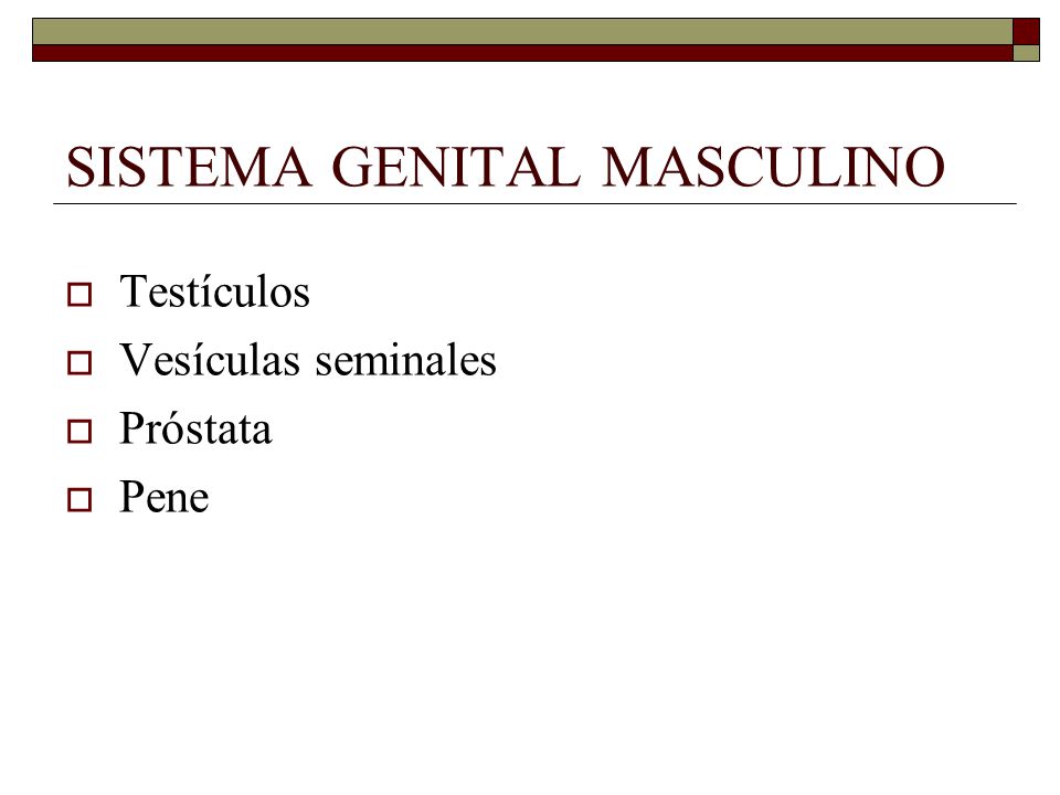 SISTEMA GENITAL MASCULINO  Testículos  Vesículas seminales  Próstata  Pene