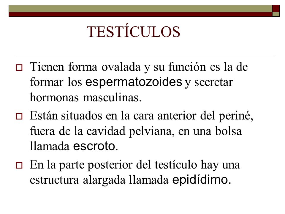 TESTÍCULOS  Tienen forma ovalada y su función es la de formar los espermatozoides y secretar hormonas masculinas.