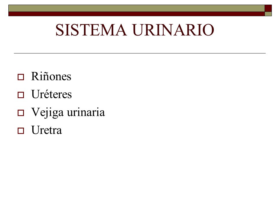 SISTEMA URINARIO  Riñones  Uréteres  Vejiga urinaria  Uretra