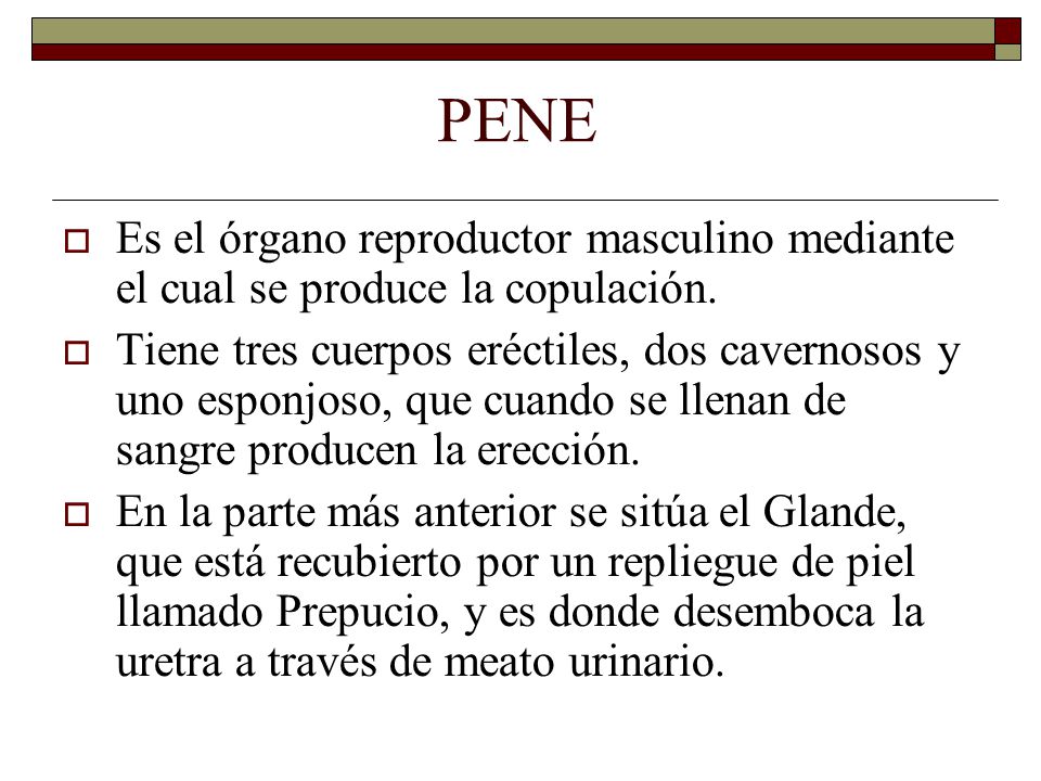 PENE  Es el órgano reproductor masculino mediante el cual se produce la copulación.