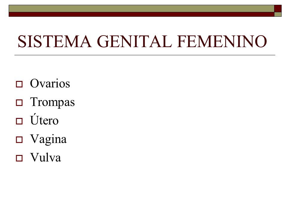 SISTEMA GENITAL FEMENINO  Ovarios  Trompas  Útero  Vagina  Vulva
