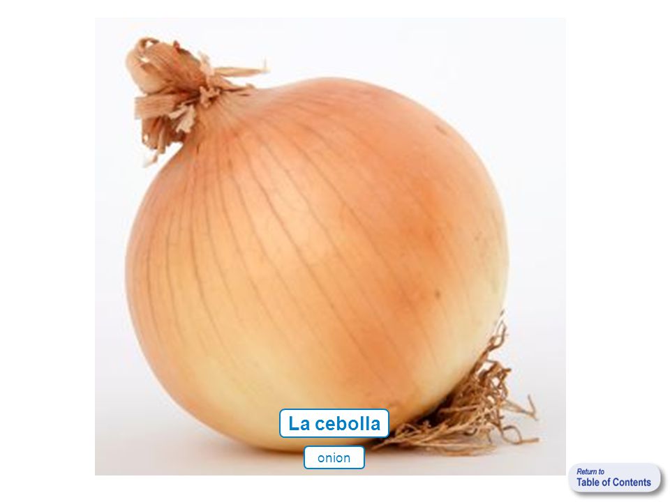 La cebolla onion