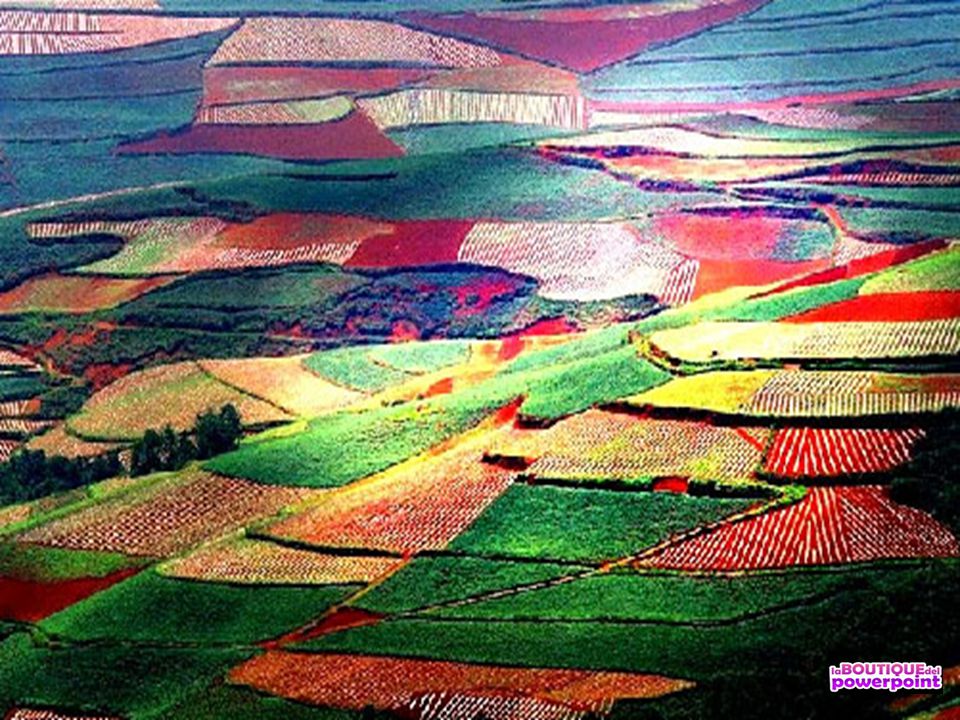 Terrazas de cultivos con arroz en la provincia