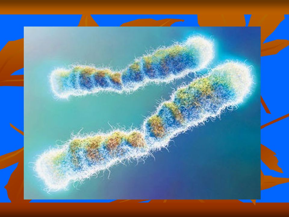 Хромосомы определяют окраску растения. Хромосомы. Хромосомы фото. Хромосомы космос. Хромосома зеленого цвета.