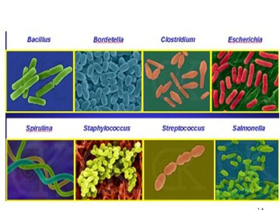 Las bacterias son microorganismos al reino mónera, visibles únicamente al microscopio. Son de varias formas y tamaños, y capacidad. - ppt descargar