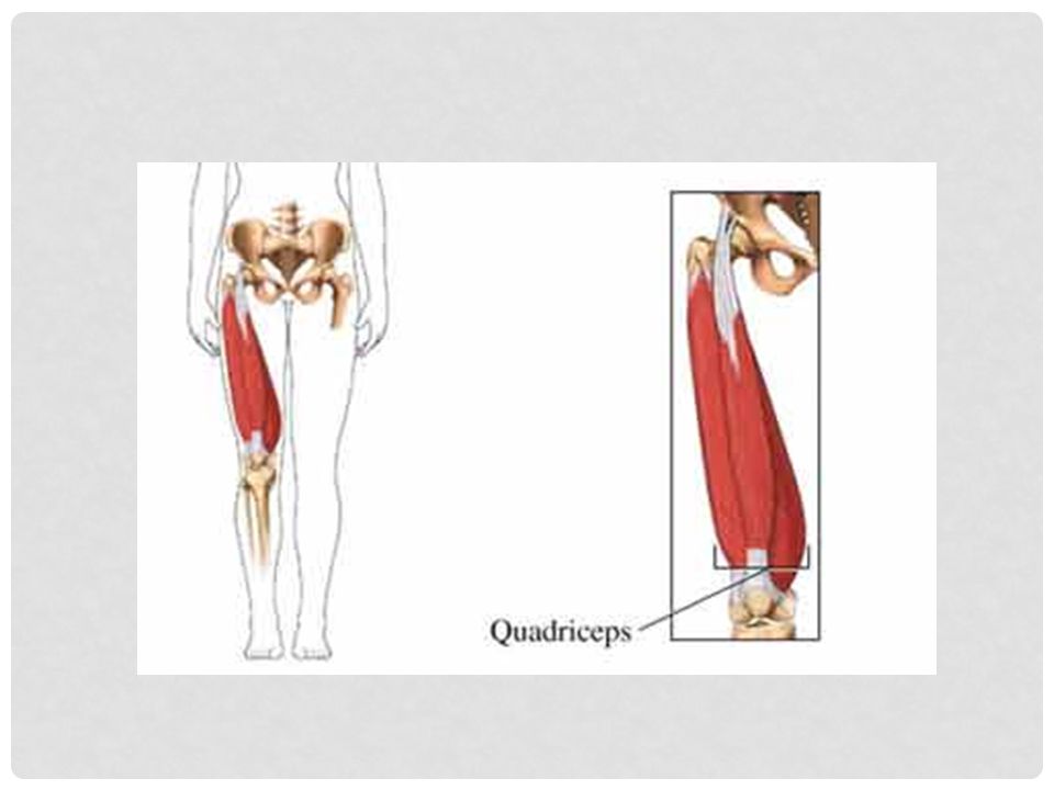 Donde se encuentra el cuadriceps