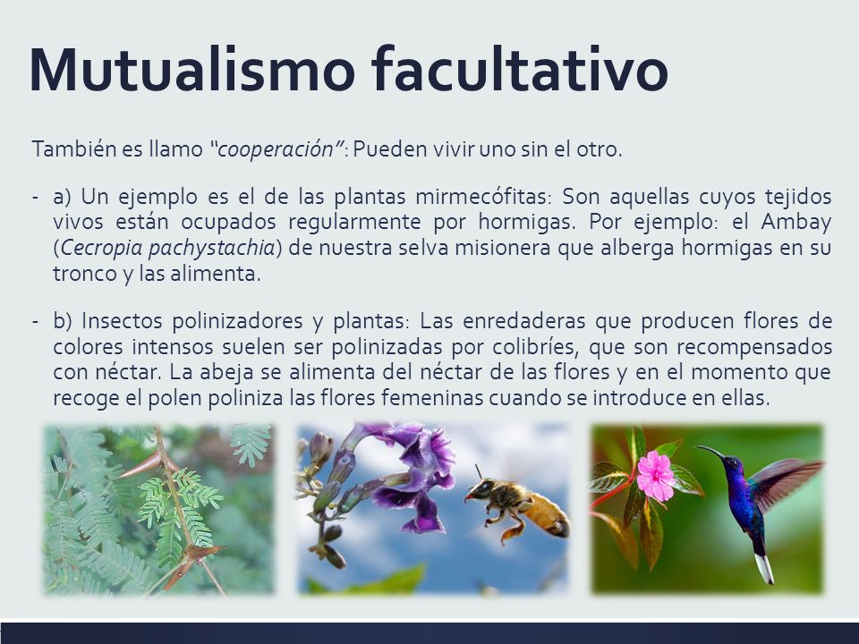 SEMANA 12 Ecología: Relaciones Interespecíficas 1 Medio Liced Carrero ...