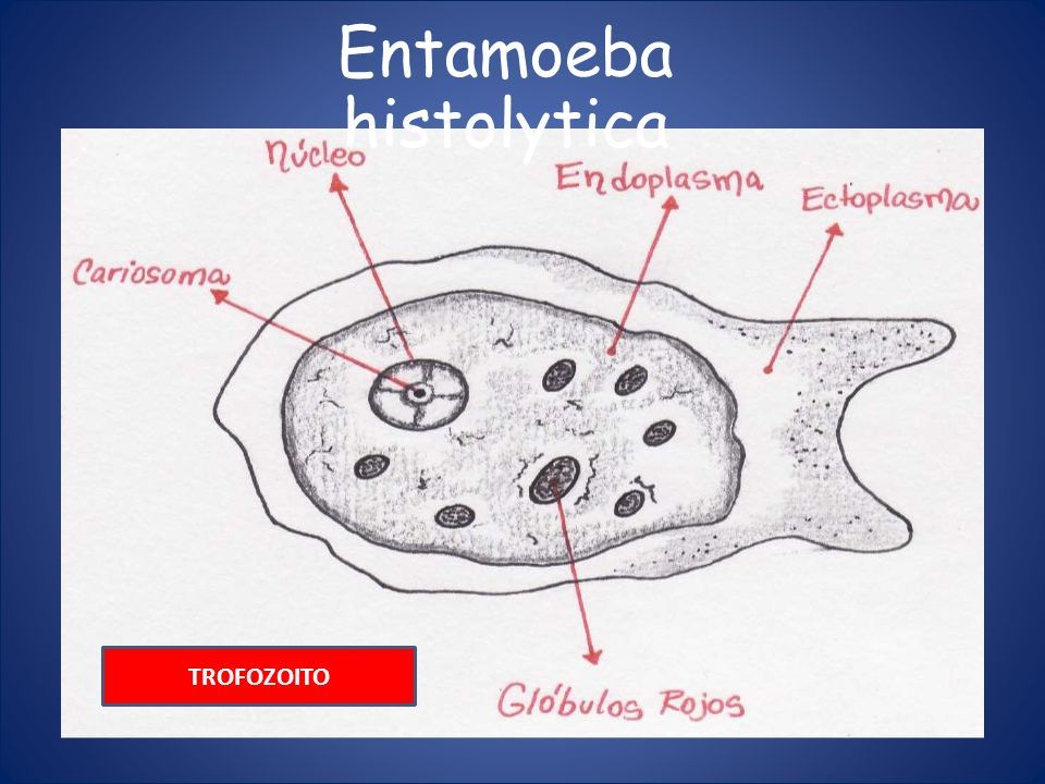 CasificaciÓn TaxonÓmica Entamoeba Histolytica Amebiasis Intestinal Y Extraintestinal Amebiasis 0126