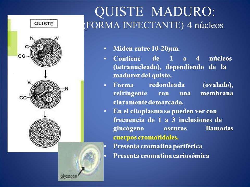 CasificaciÓn TaxonÓmica Entamoeba Histolytica Amebiasis Intestinal Y Extraintestinal Amebiasis 1083