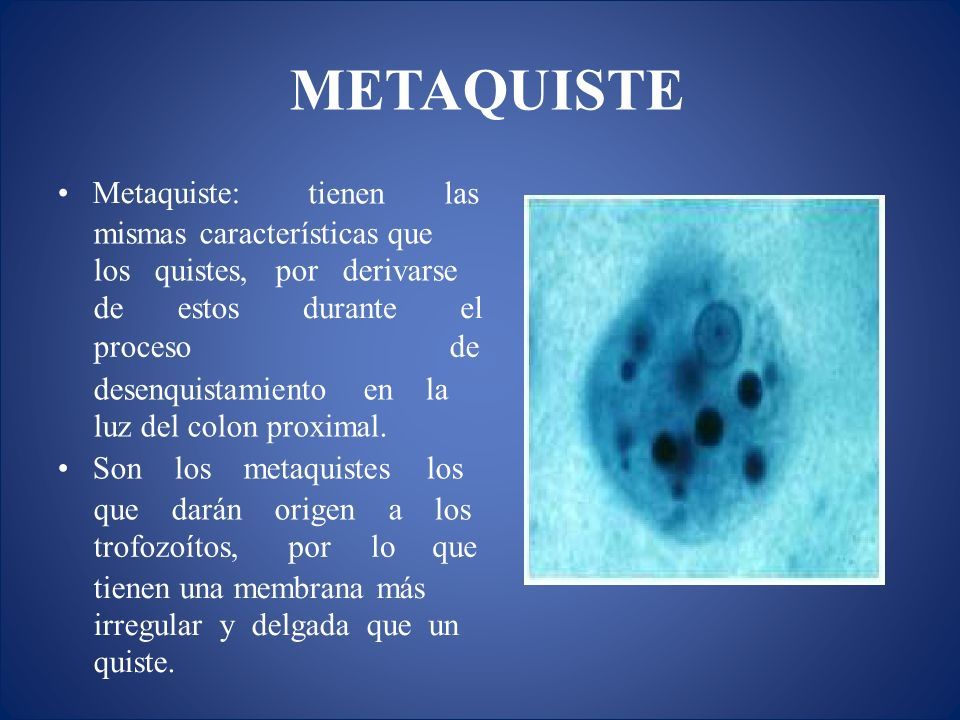 CasificaciÓn TaxonÓmica Entamoeba Histolytica Amebiasis Intestinal Y Extraintestinal Amebiasis 7509