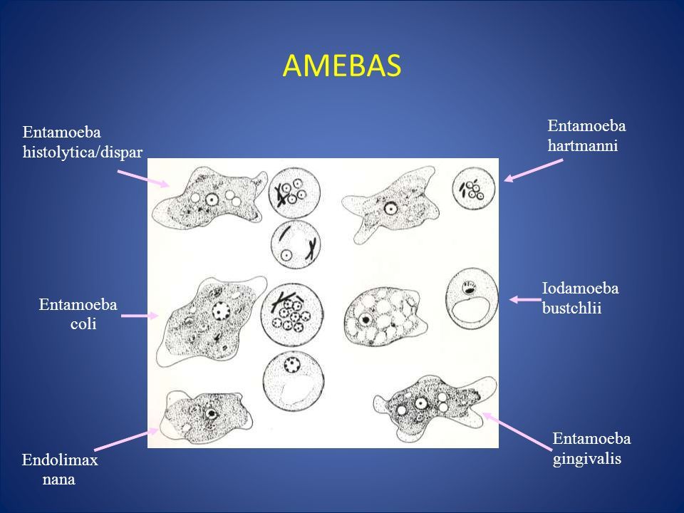 CasificaciÓn TaxonÓmica Entamoeba Histolytica Amebiasis Intestinal Y Extraintestinal Amebiasis 7719