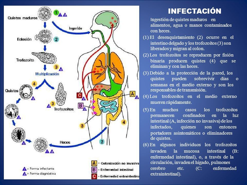 CasificaciÓn TaxonÓmica Entamoeba Histolytica Amebiasis Intestinal Y Extraintestinal Amebiasis 1534