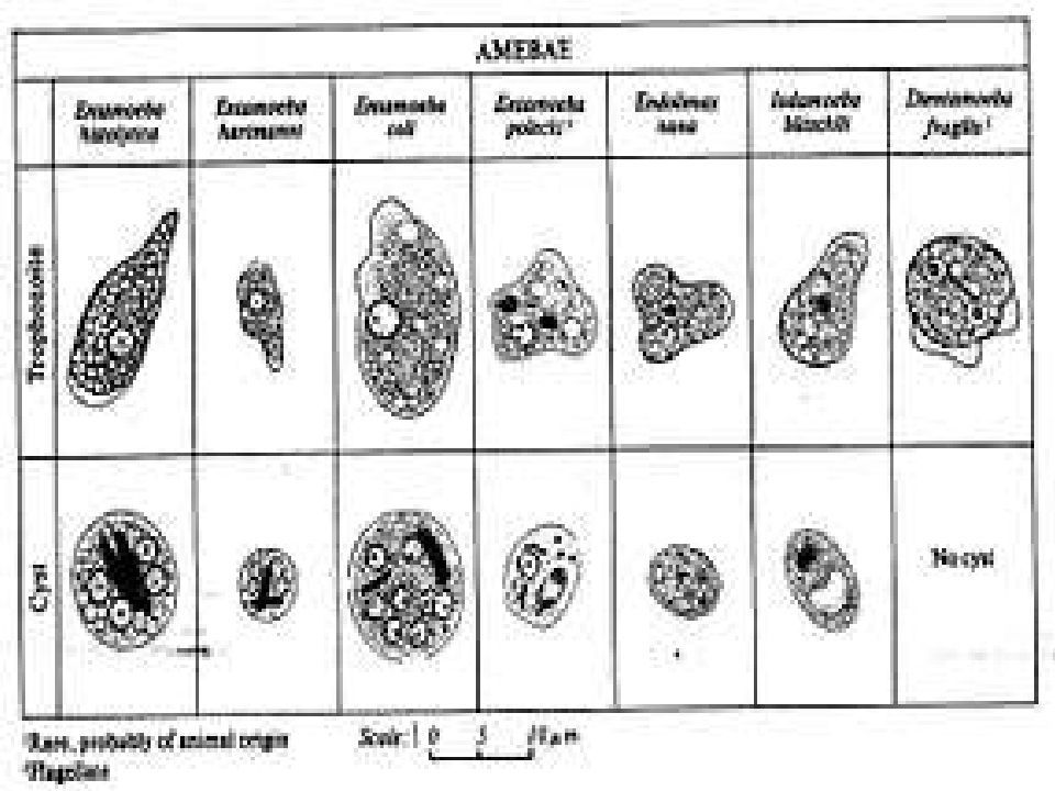 CasificaciÓn TaxonÓmica Entamoeba Histolytica Amebiasis Intestinal Y Extraintestinal Amebiasis 0346