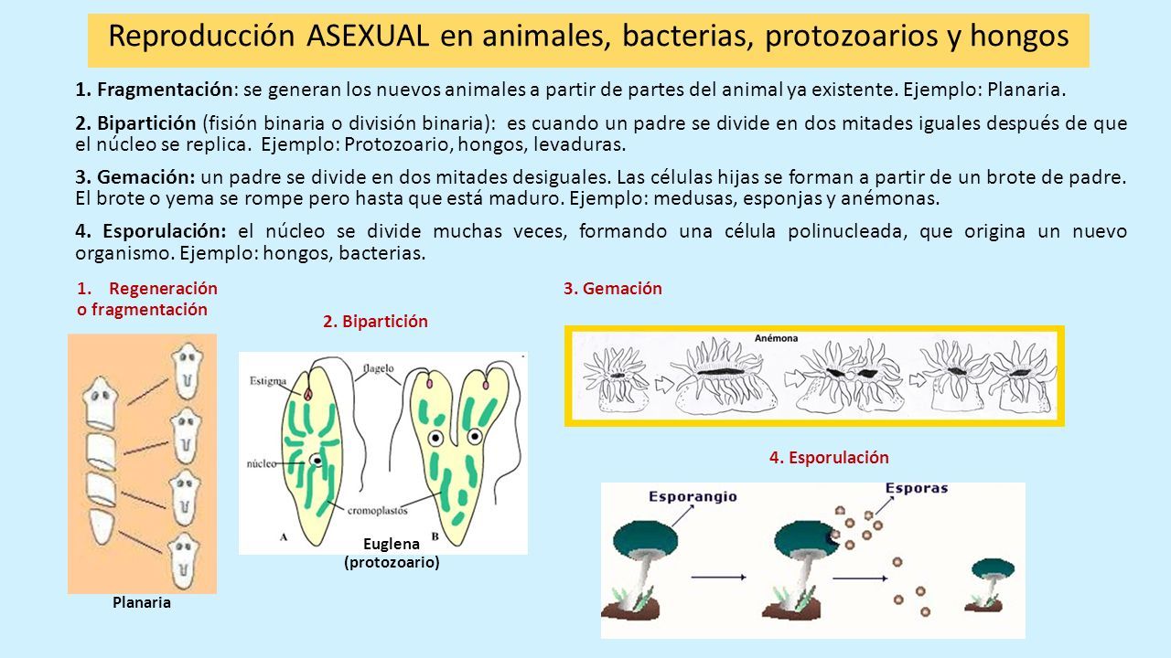 Esporulación Ejemplos