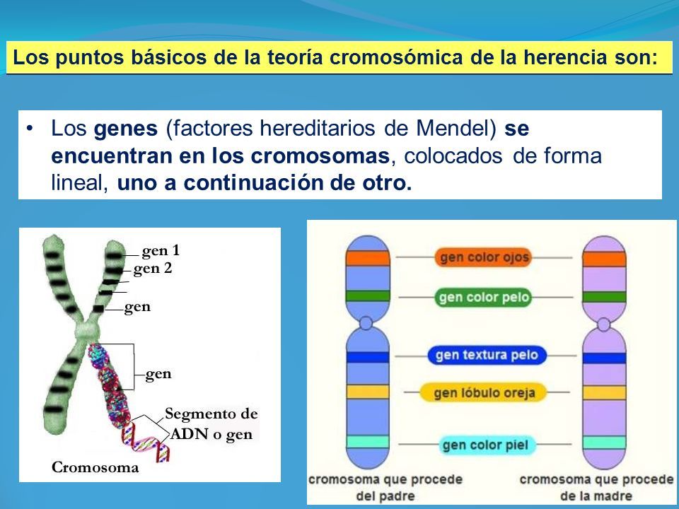 Genética Y Herencia Ppt Descargar