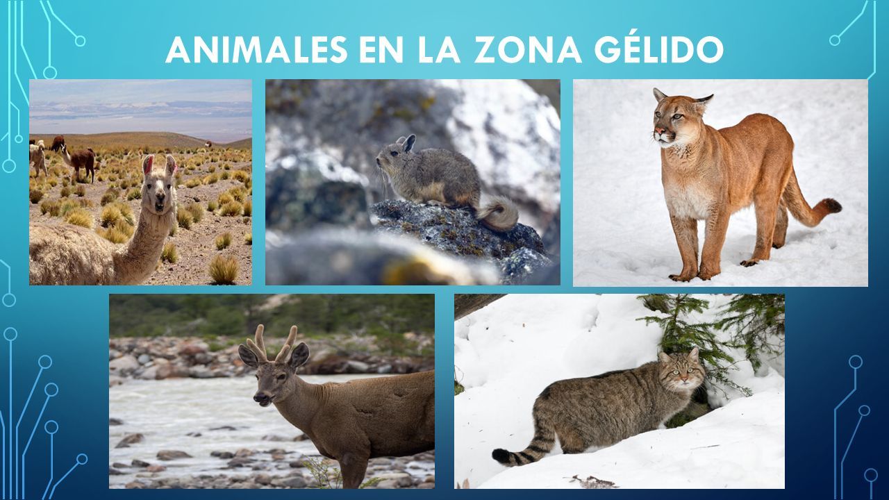 ANIMALES EN LA ZONA GÉLIDO