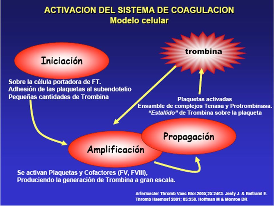 SISTEMA HEMOSTÁTICO. PROCESO HEMOSTÁTICO  Iniciación y Propagación  Formación del coágulo  Inhibición Finalización de formación del coágulo   Eliminación. - ppt descargar