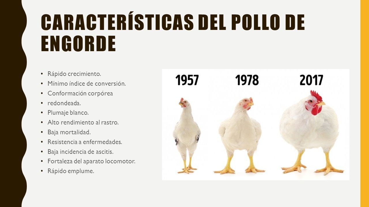 Estirpes y metas comerciales de pollo productor de carne Marlin Consuelo  Corzo Zootecnista Msc produccion Animal. - ppt descargar