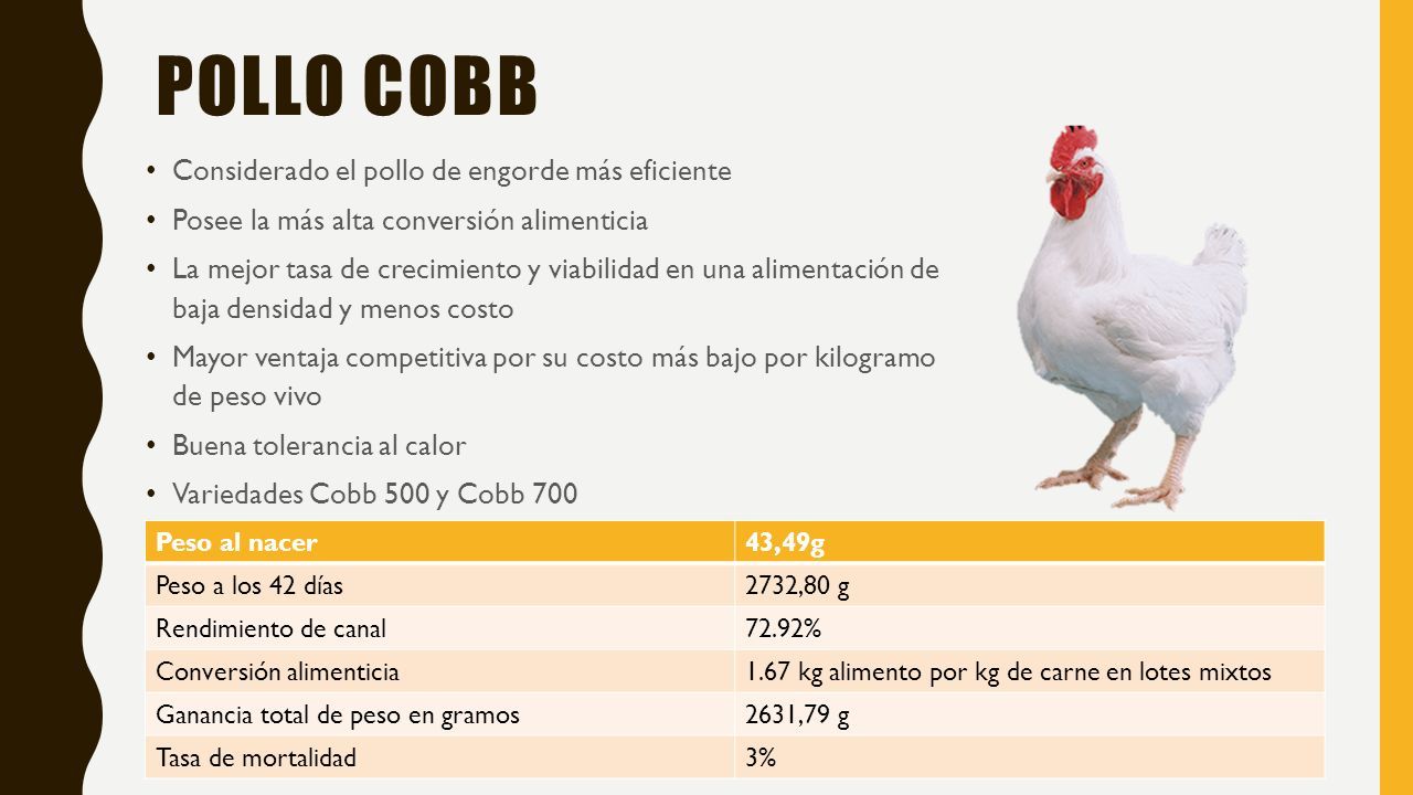 Estirpes y metas comerciales de pollo productor de carne Marlin Consuelo  Corzo Zootecnista Msc produccion Animal. - ppt descargar