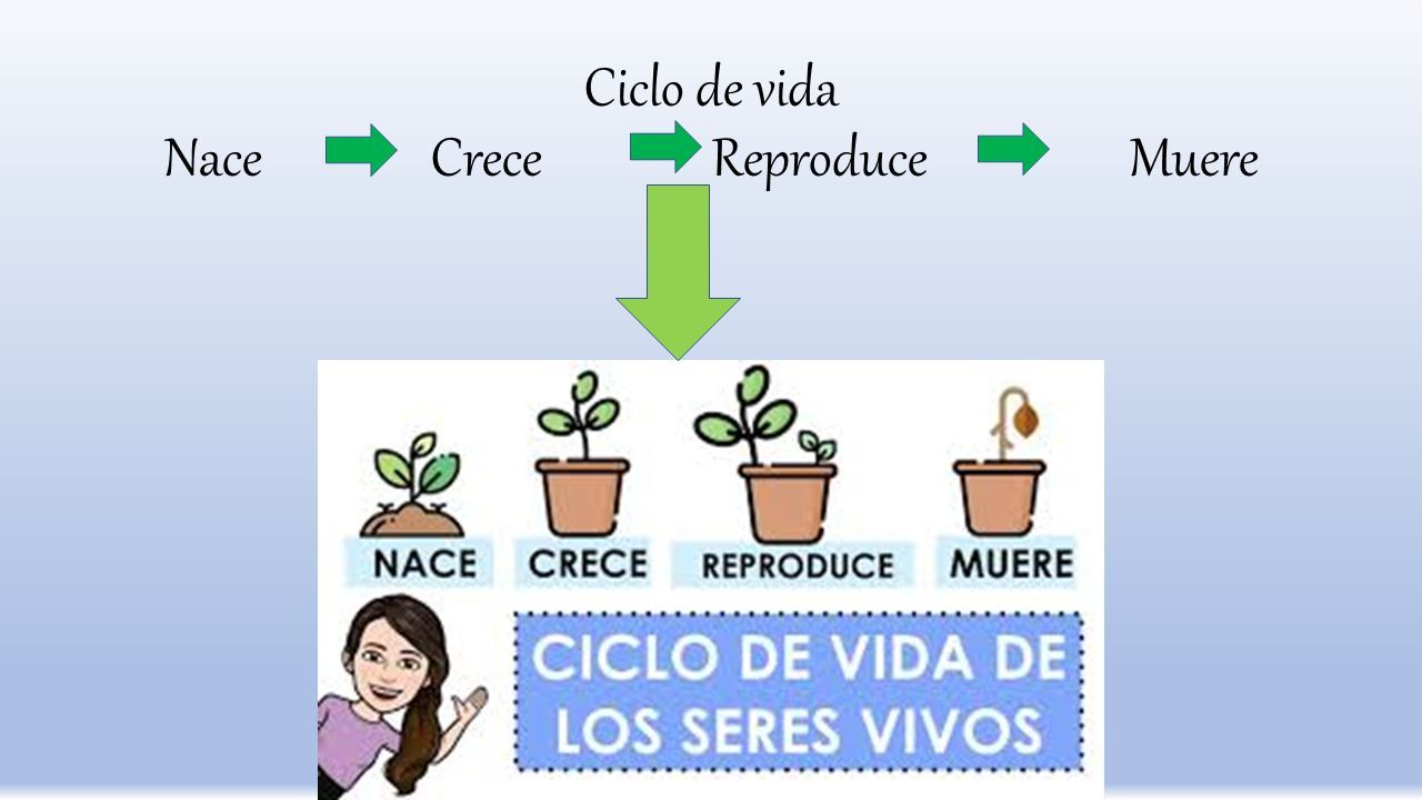 CICLO DE VIDA De Una Planta Sembrando Vida Ciclo De Vida Nace Crece