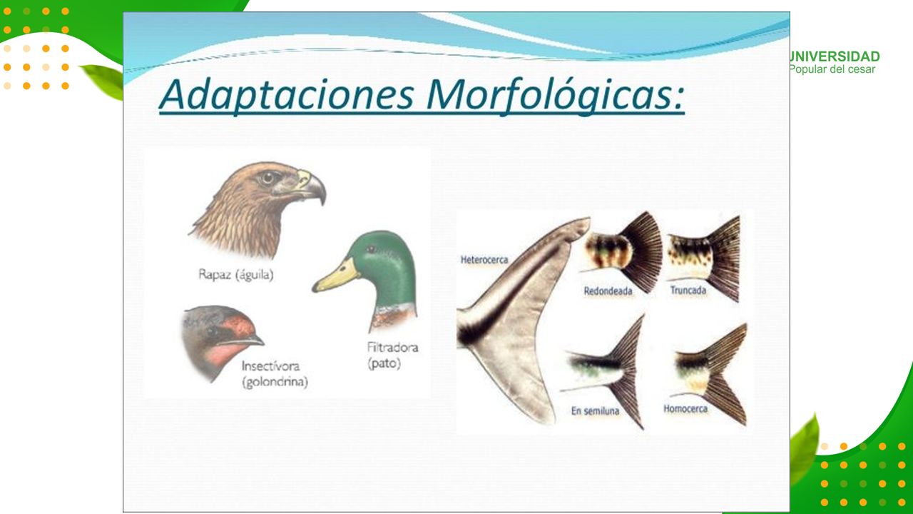 Qué es la adaptación? ¿Por qué crees que los seres vivos se adaptan? - ppt  descargar