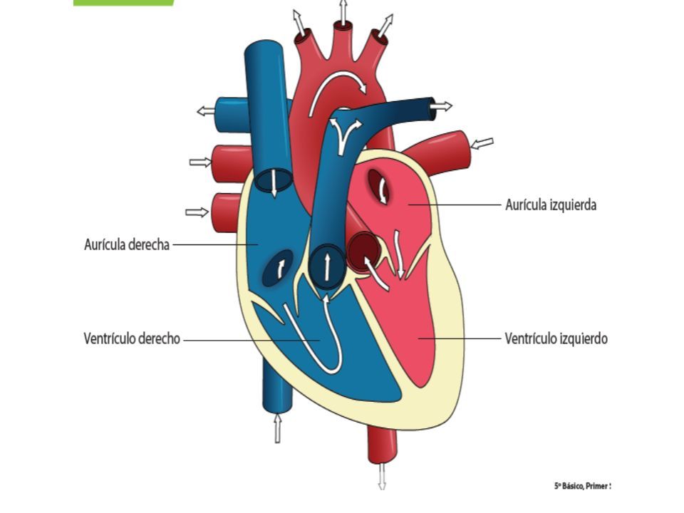 Partes Del Corazón Y Vasos Sanguíneos Objetivo: Conocer La Función Del 