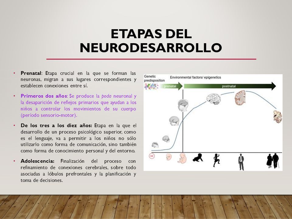 EL NEURODESARROLLO EN LOS TRES PRIMEROS AÑOS DE VIDA NOCIONES BÁSICAS Y ...