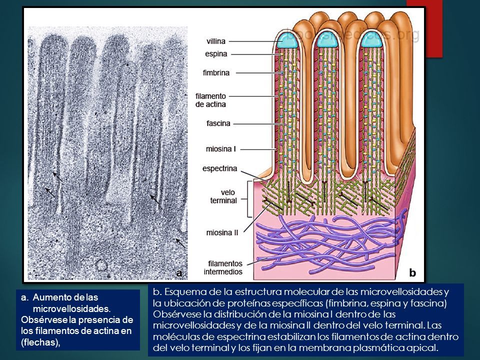 estructura de microvellosidades