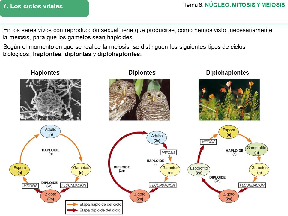 Estructura Y FunciÓn Celular Ii 6 Núcleo Mitosis Y Meiosis Biología 2º Bachillerato 1 El 5739