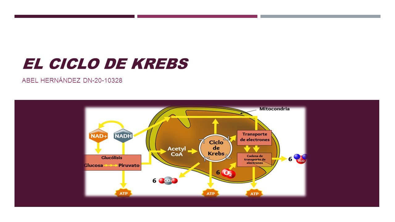 El Ciclo De Krebs Abel HernÁndez Dn El Ciclo De Krebs De Los ácidos