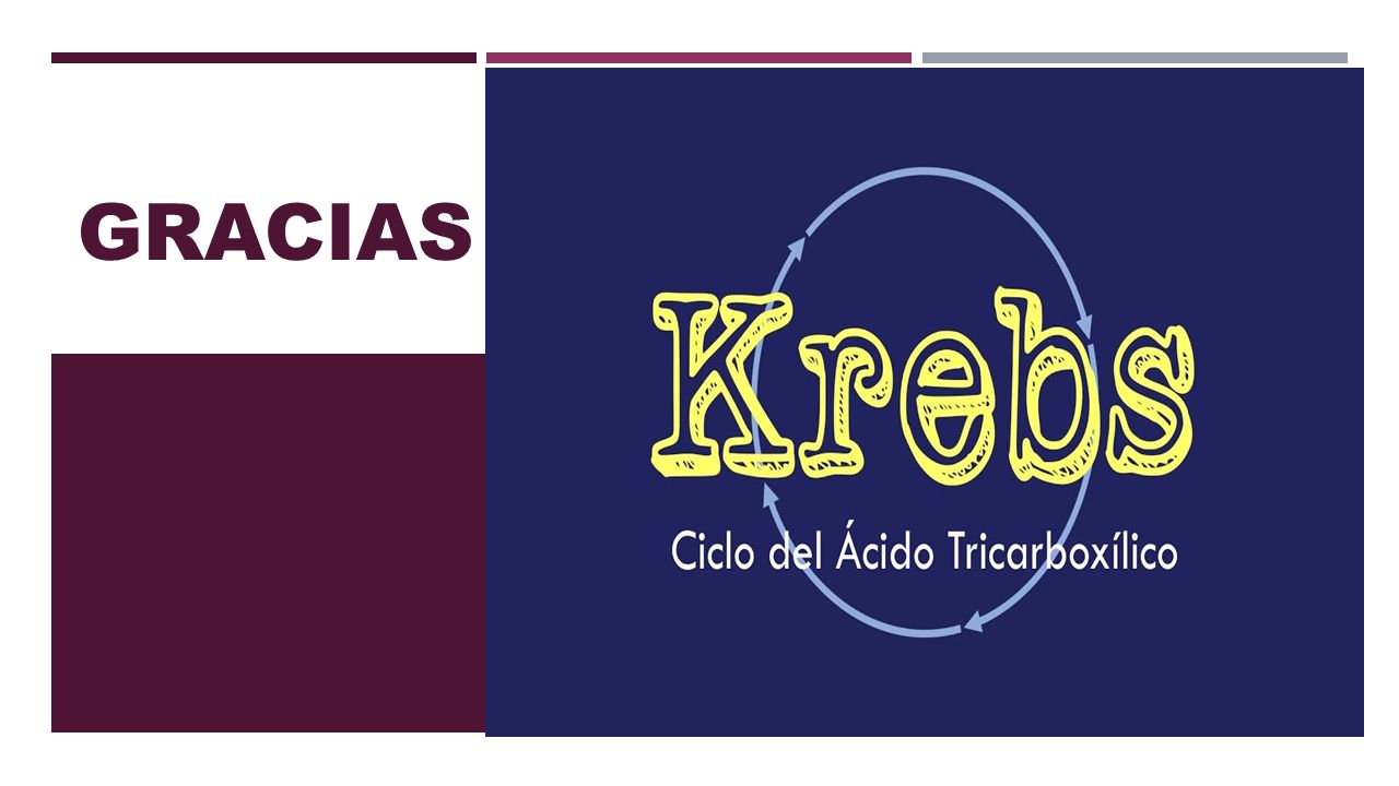 El Ciclo De Krebs Abel HernÁndez Dn El Ciclo De Krebs De Los ácidos