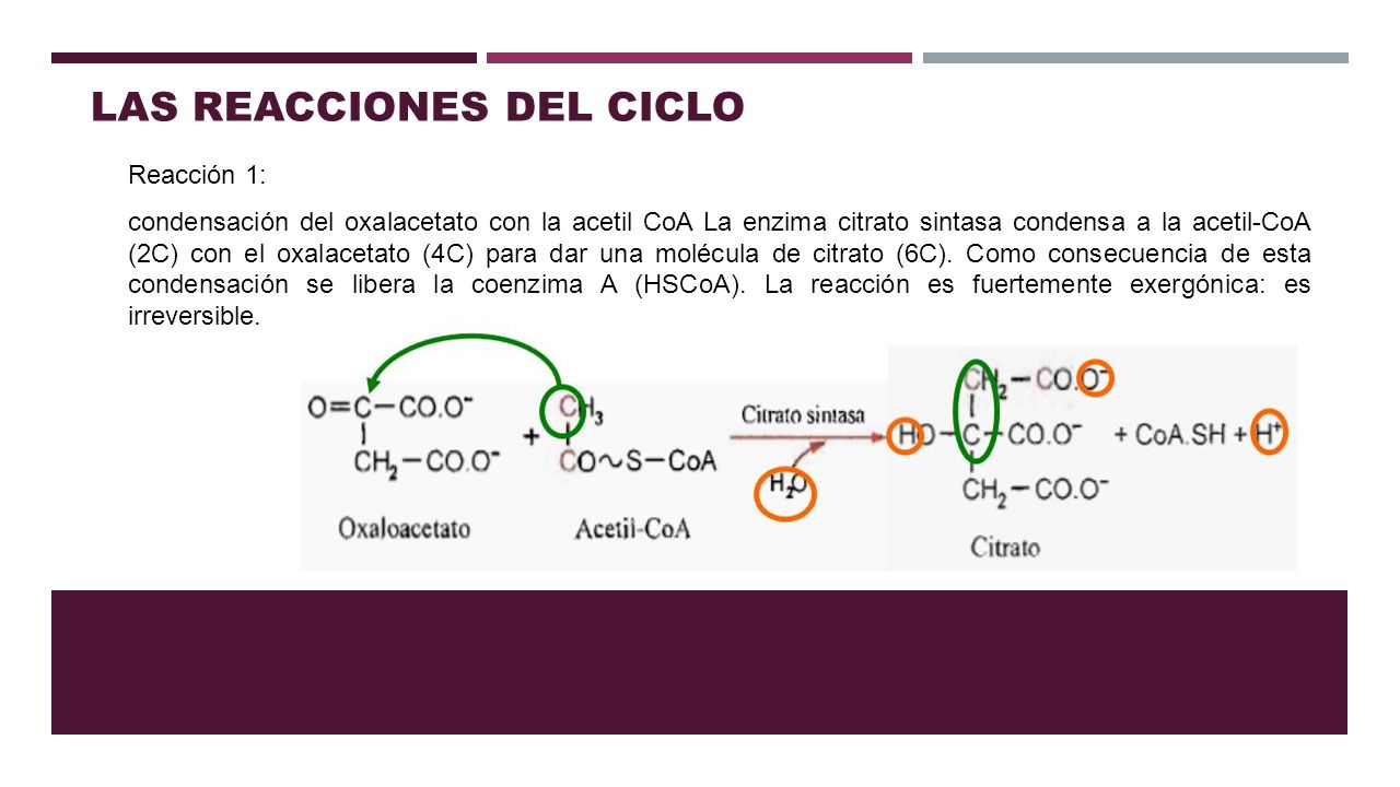 El Ciclo De Krebs Abel HernÁndez Dn El Ciclo De Krebs De Los ácidos