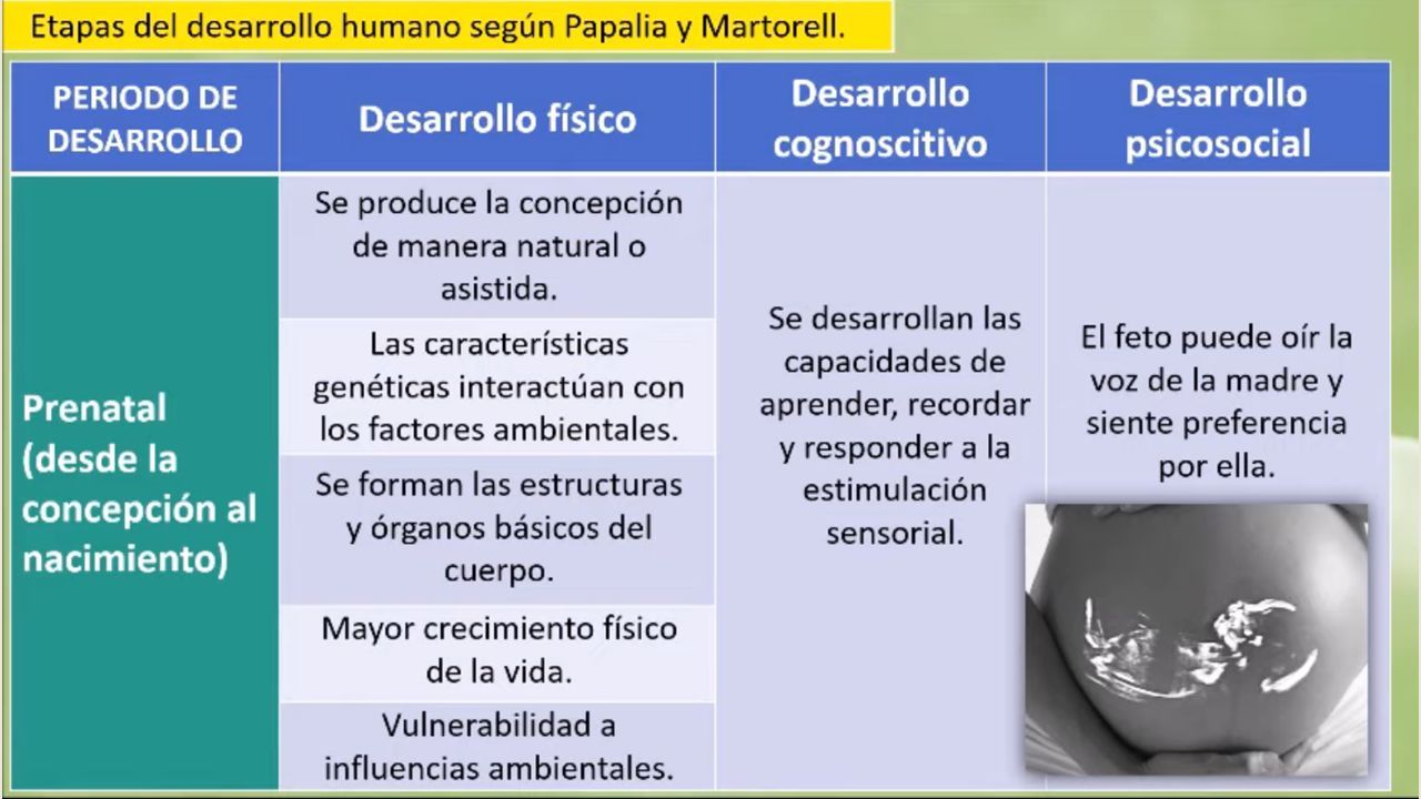 Prenatal(Concepción Al Nacimiento)Infancia( Nacimiento A 3 Años)Niñez