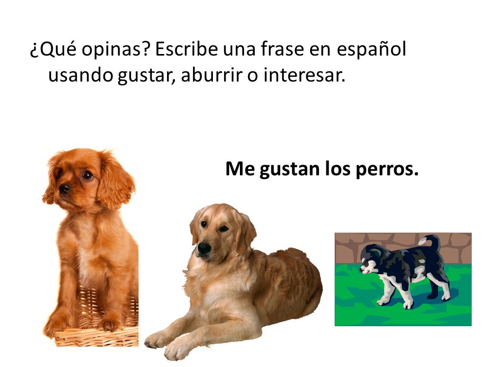 ¿Qué opinas Escribe una frase en español usando gustar, aburrir o interesar. Me gustan los perros.