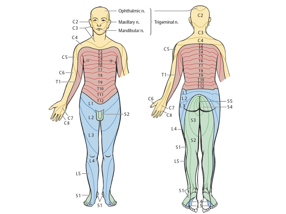Дерматомы в неврологии схема