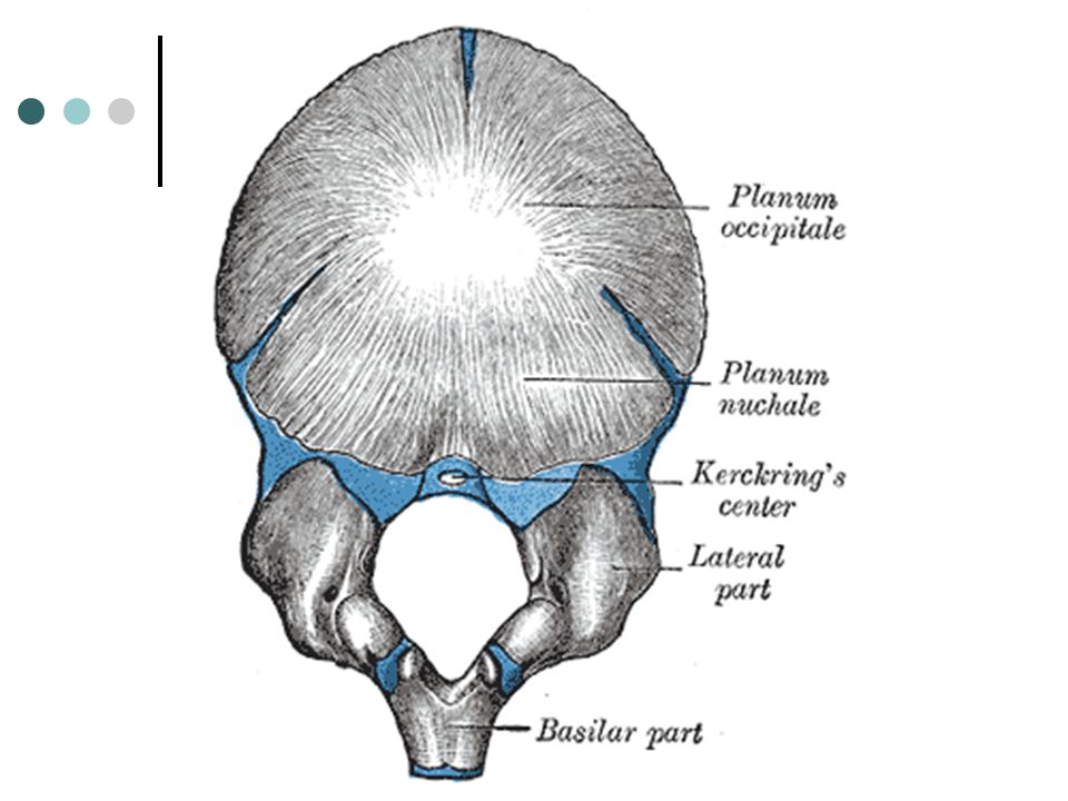 Мыщелок черепа. Затылочная кость черепа анатомия. Мыщелок затылочной кости анатомия. Затылочная кость новорожденного анатомия. Чешуя затылочной кости анатомия.