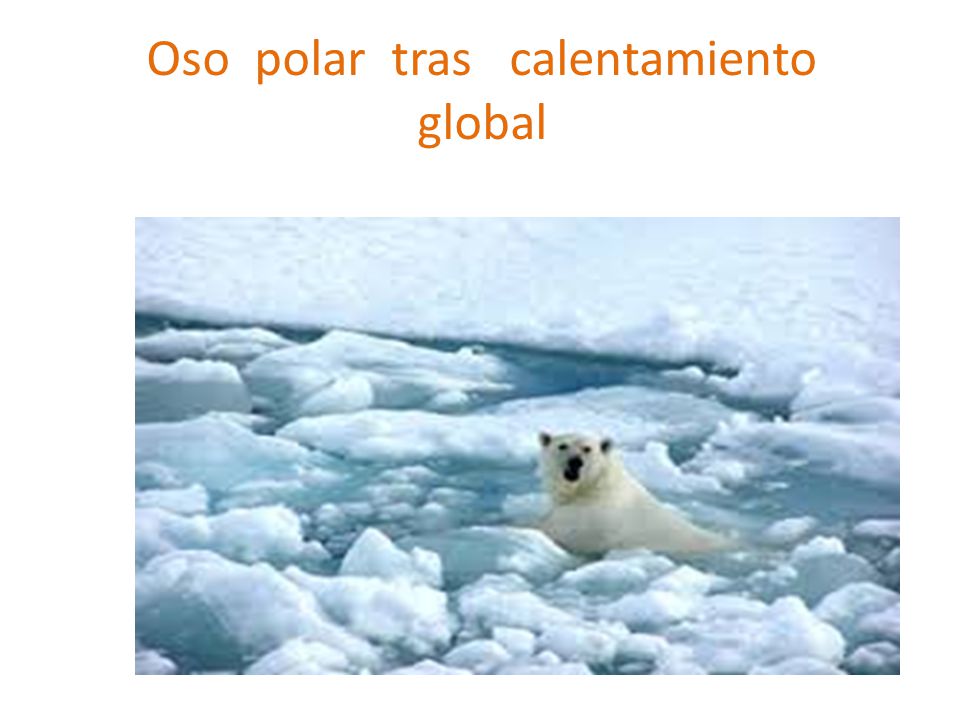 Oso polar tras calentamiento global