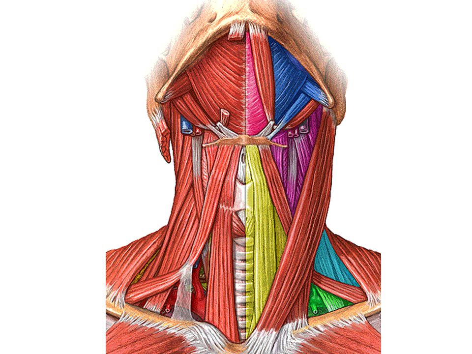 Анатомия мышц шеи. Лопаточно ключичный апоневроз Рише. Надподъязычные мышцы шеи анатомия. Сухожилие шилоподъязычной мышцы. Подъязычные мышцы шеи анатомия.
