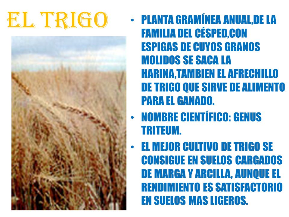 Produccion En El Uruguay El Trigo Planta Graminea Anual De La