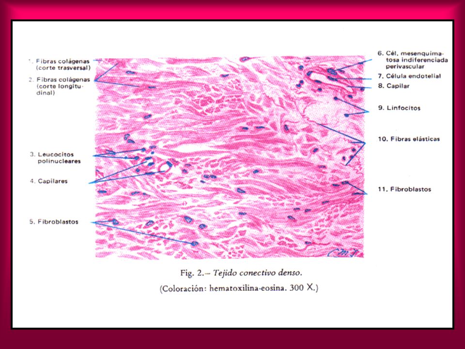 tejido conectivo denso denso regular