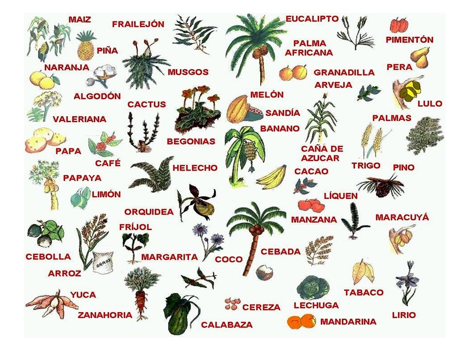 Biodiversidad De La Amazonia Ppt Descargar