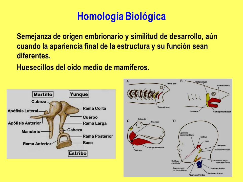 Anatomía Comparada Homología Analogía Homoplasia Filogenia Genealogía Ppt Descargar 3377