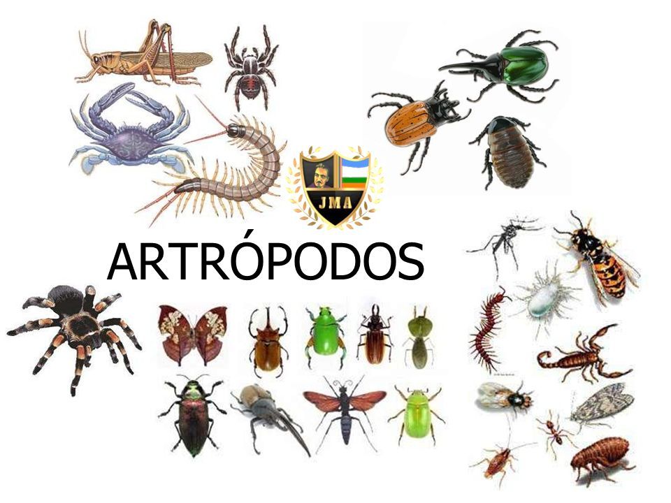 ARTRÓPODOS. -Animales protóstomos celomados -Simetría bilateral -Cuerpo ...