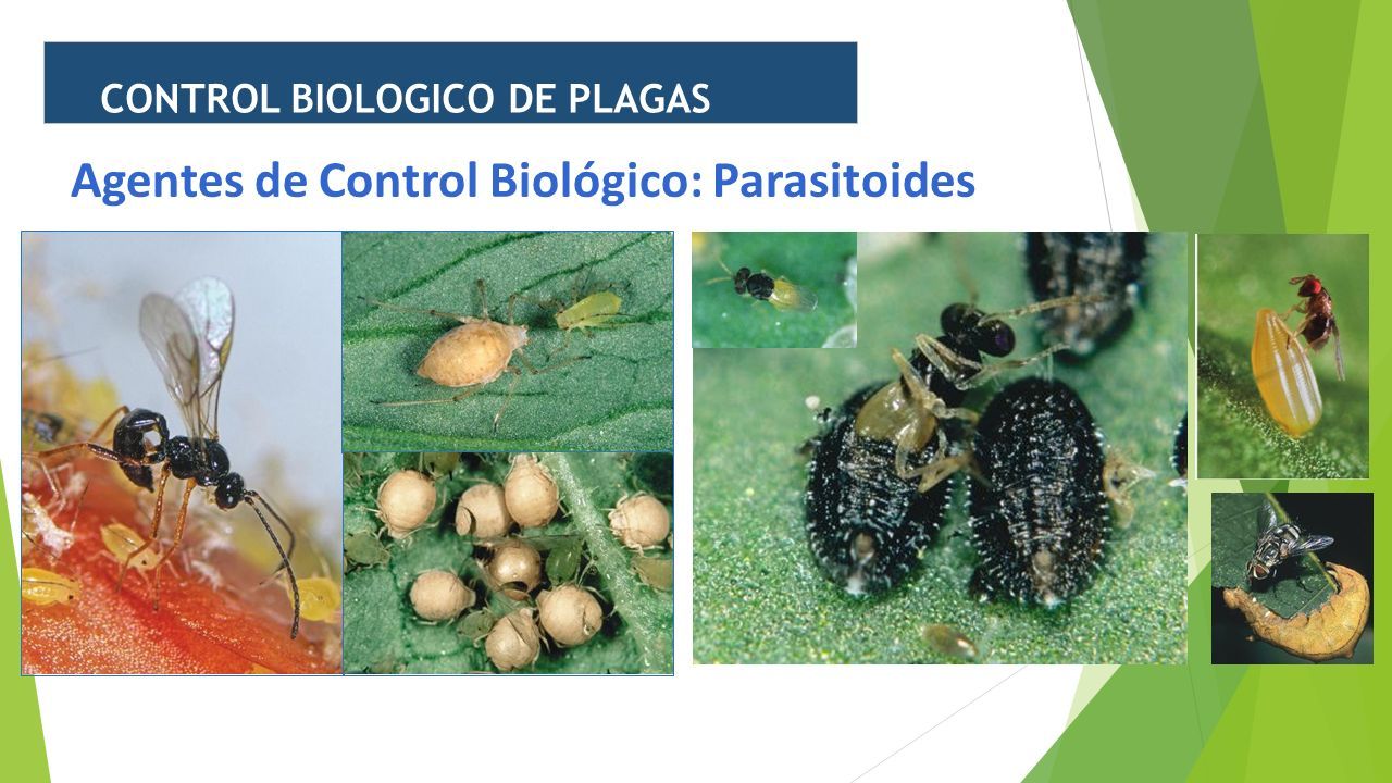 Metodos De Control Prevención Conocer Los Tipos De Plagas Que Pueden Afectar Al Cultivo Su 6202