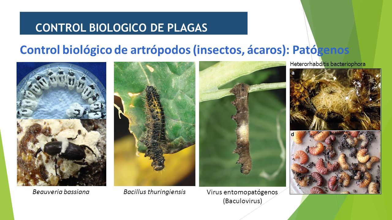 Metodos De Control Prevención Conocer Los Tipos De Plagas Que Pueden Afectar Al Cultivo Su 1571