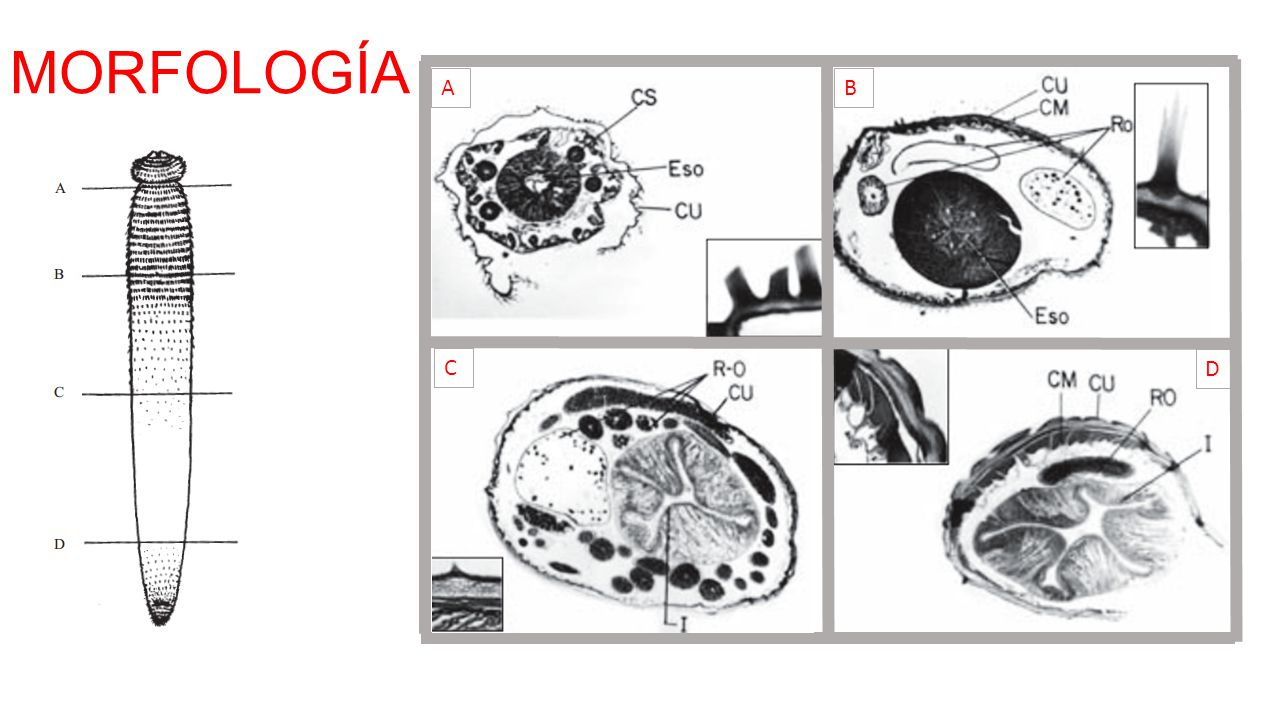 Gnatostomiasis Introduccion La Gnathostomosis Es Una Zoonosis Ocasionada Por Especies De Nematodos Del Genero Gnathostoma En El Humano Las Larvas De Ppt Descargar