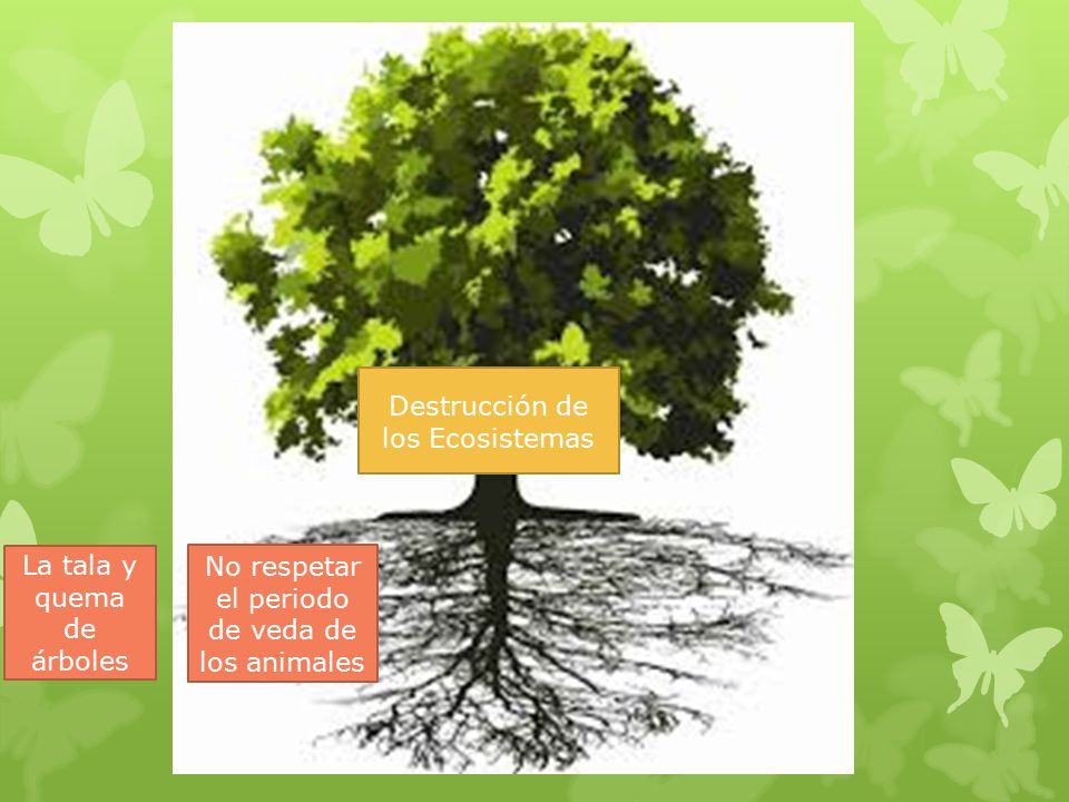 Destrucción de los Ecosistemas La tala y quema de árboles No respetar el periodo de veda de los animales