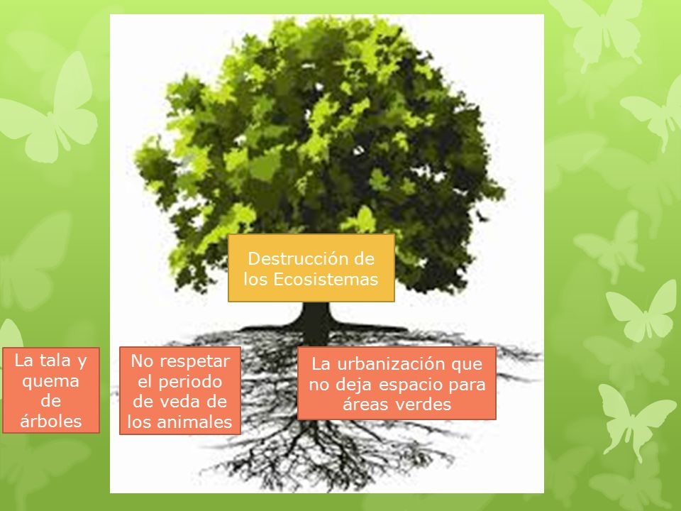 Destrucción de los Ecosistemas La tala y quema de árboles No respetar el periodo de veda de los animales La urbanización que no deja espacio para áreas verdes